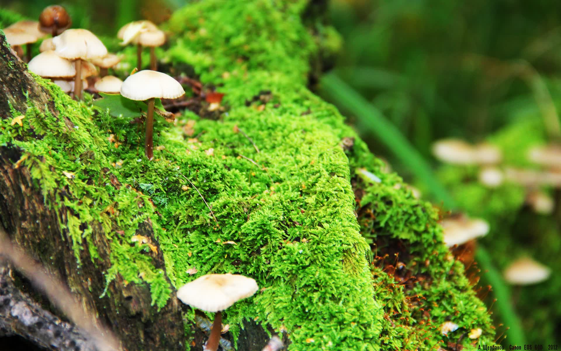 世界登山青年救援技能认证首批合格者名单发布,国际登山联合会认证